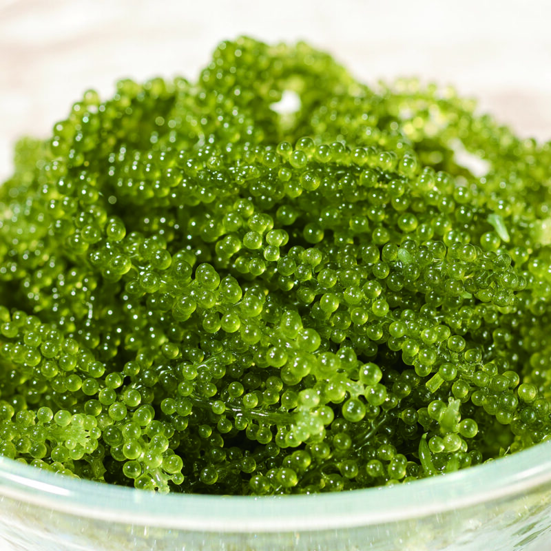 熊本県産　海ぶどう（新聞広告A2940）